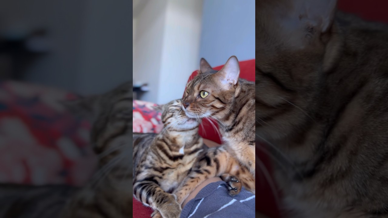 姉猫に甘える妹猫が可愛すぎる【ベンガル猫】