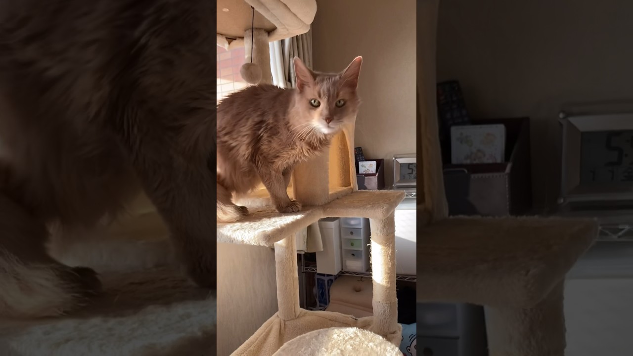 チャチャがキャットタワーに乗ってます　#shorts  #ソマリ　#猫15歳