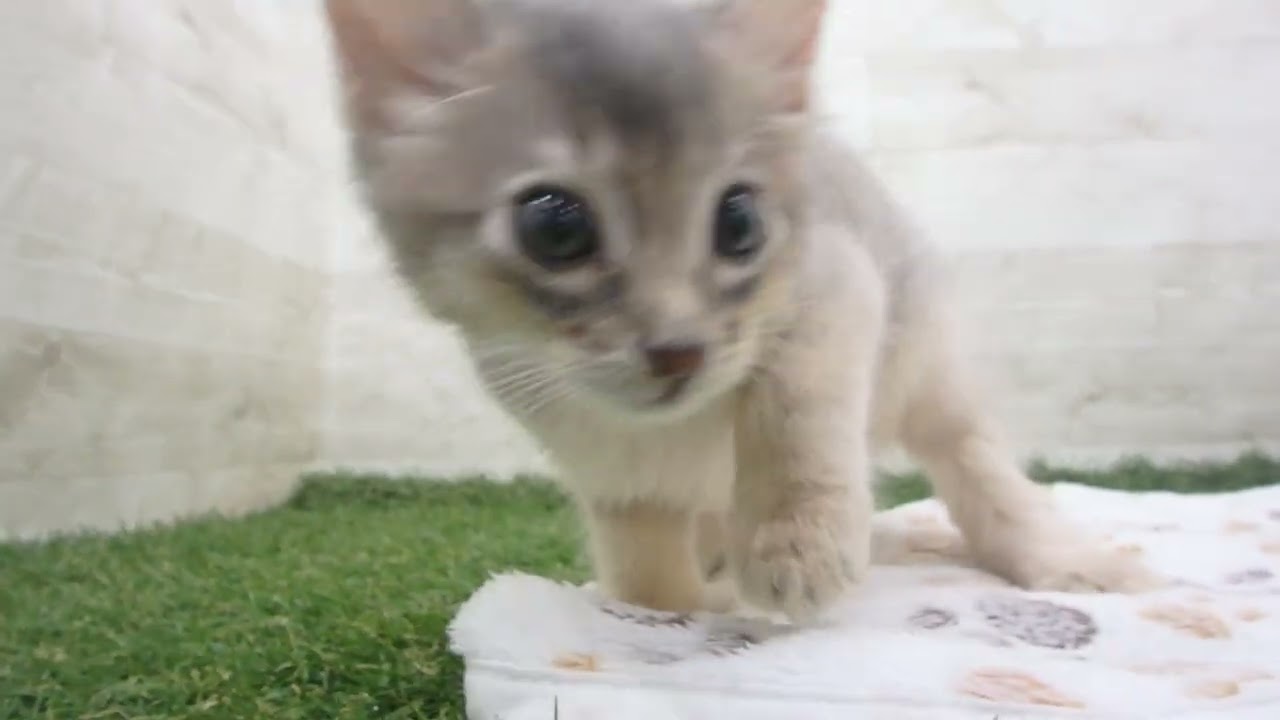 Coo&RIKU　No00650694 ソマリ