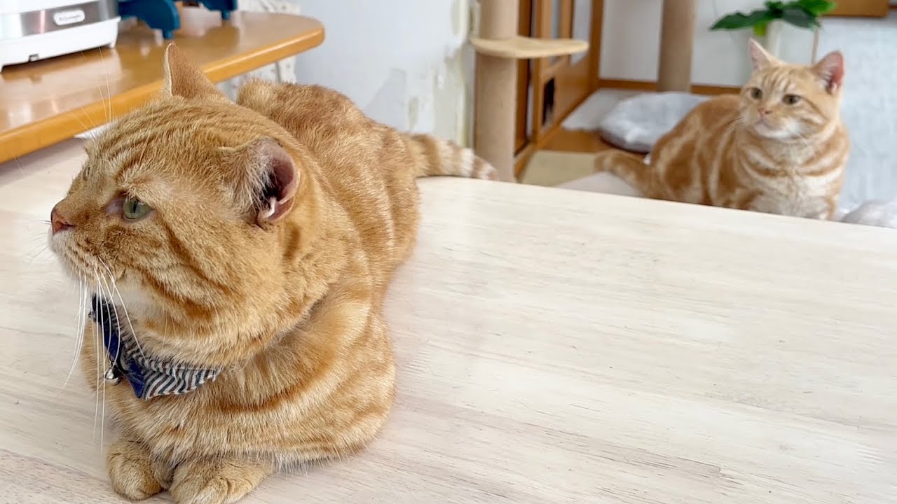 ごはんタイムに机にのぼれなかったちゃーぼー #猫 #マンチカン