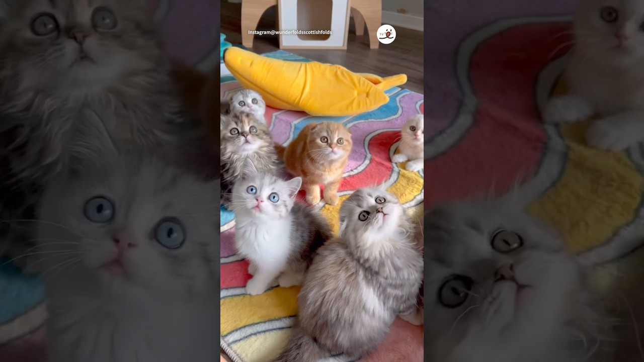 子猫たちのふりふりダンス💃🕺｜PECO #子猫#スコティッシュフォールド #子猫のいる生活 #kitten #scottishfold #kittenlife