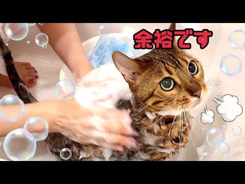 女王猫のシャンプーがかしこ過ぎ可愛い過ぎでした