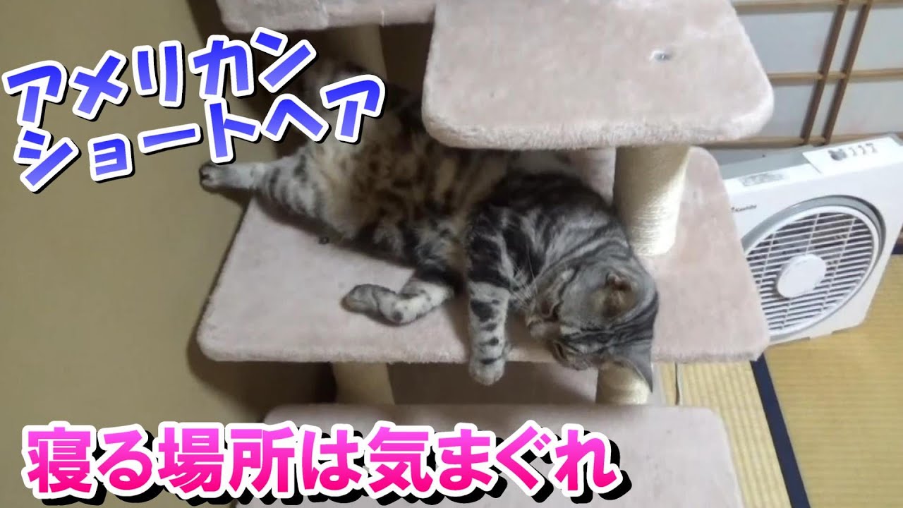 猫はどこで寝るのか！気まぐれにゃんこ（アメリカンショートヘア）