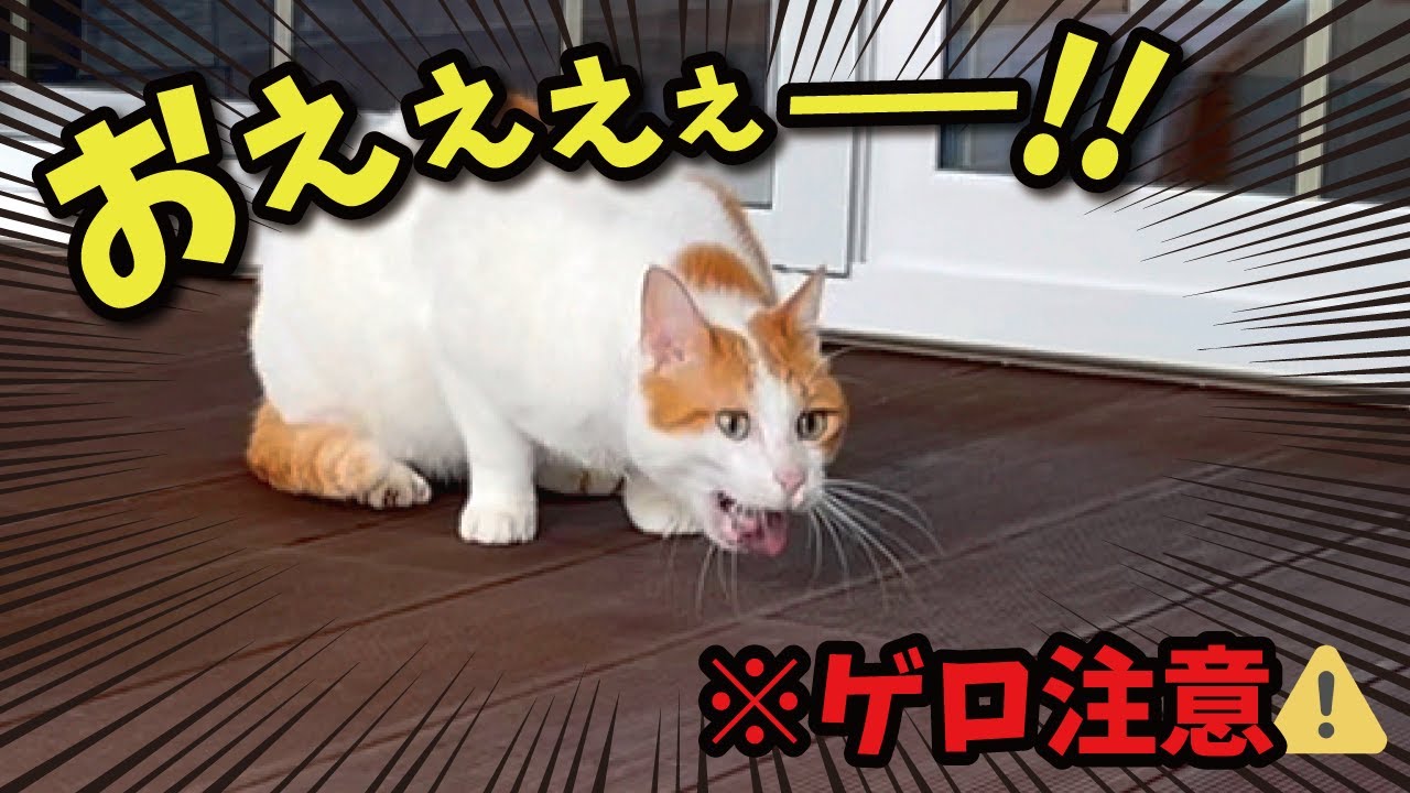 【閲覧注意】師匠が吐いてしまいました【関西弁でしゃべる猫】【猫アテレコ】