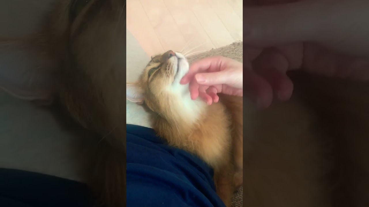 気持ち良すごてあご天 #ソマリ #いやしねこ #甘えん坊の猫