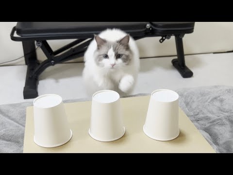 ラグドール猫とおやつどっちだゲームをしたらとんでもない結果になりました。
