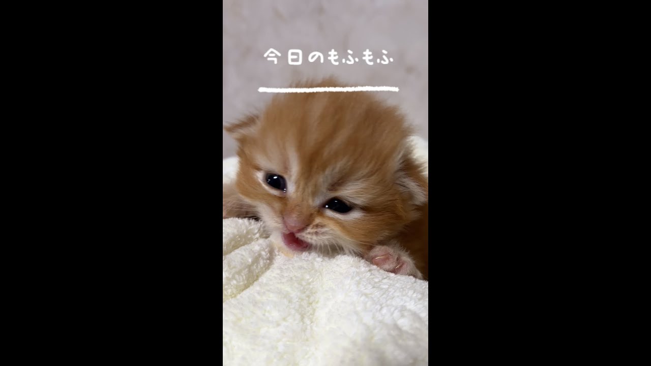 【今日もふ】もきゅもきゅ♡DAY18キンカロー【2022年11月23日】