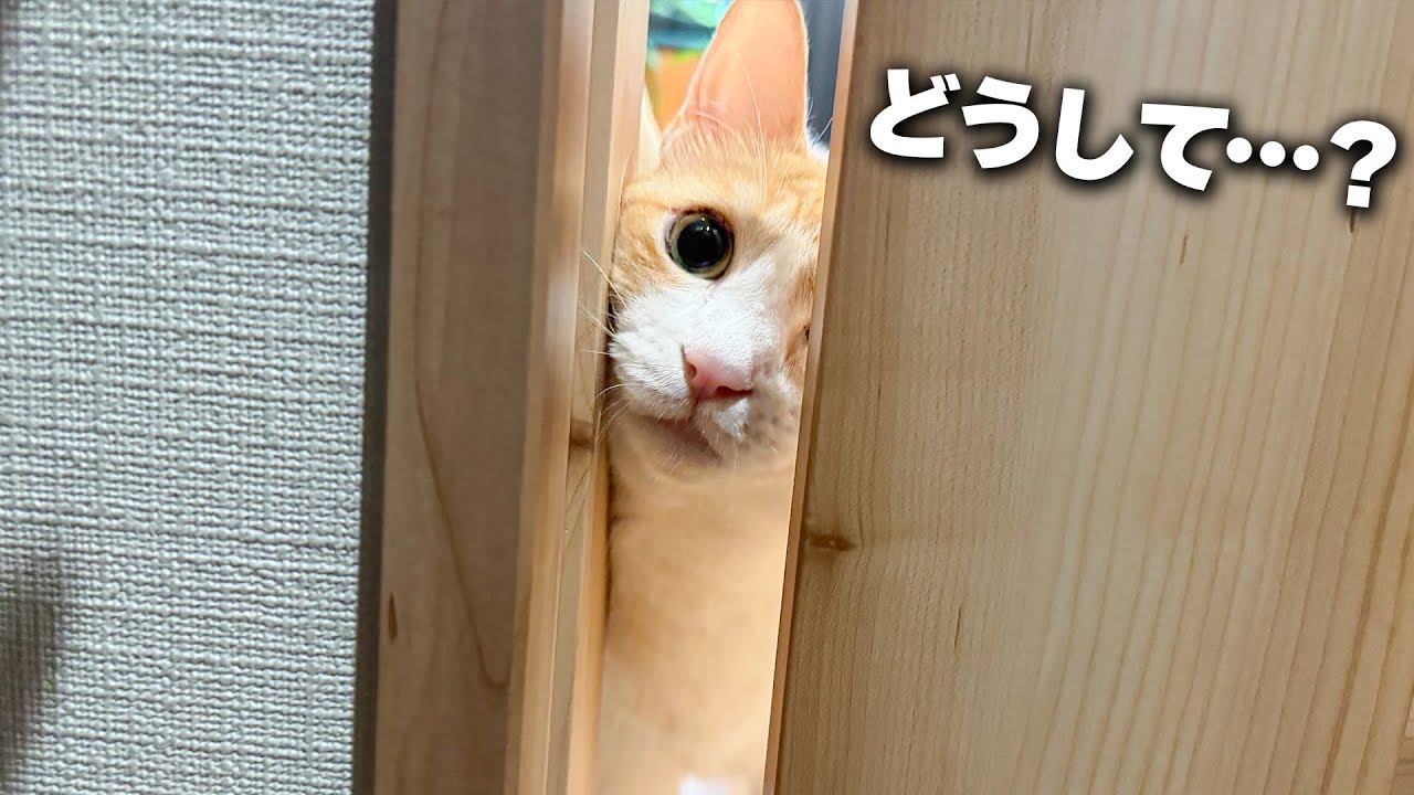 大好きなお風呂場から閉め出されて悲しい顔をしてしまう猫。。。