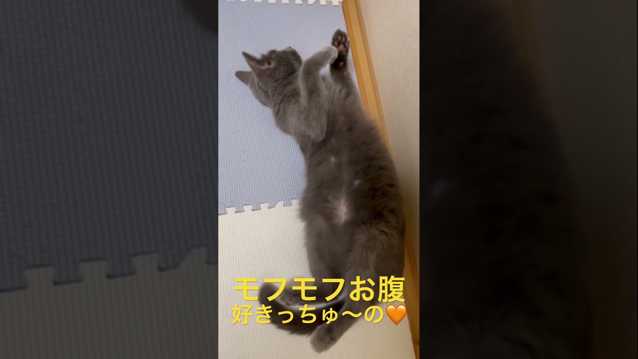 モフモフお腹が好きっちゅ〜の🧡（ロシアンブルー）#shorts