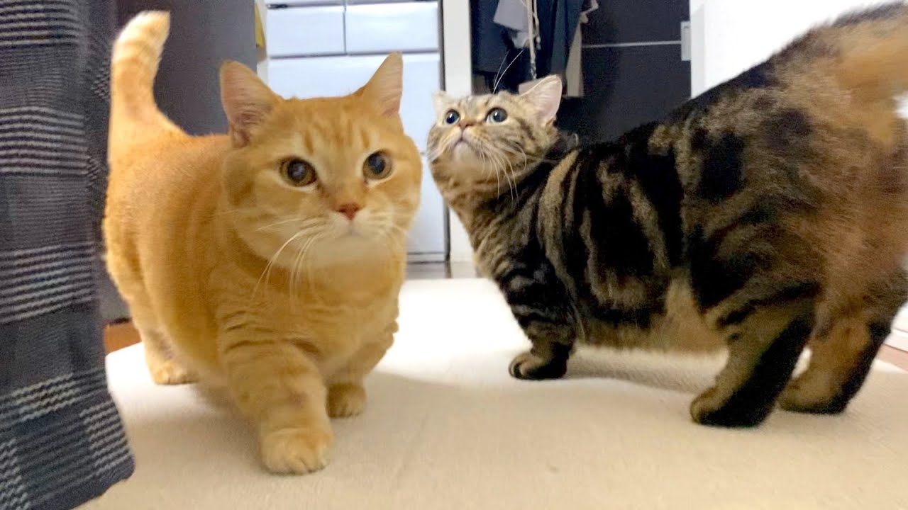 マンチカンの可愛さが一番際立つ撮影方法！