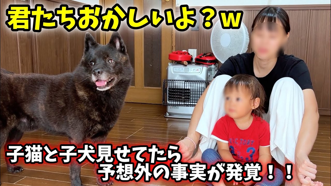 子猫と子犬を見せてたら、予想外の事実が発覚しました【甲斐犬一休と猫のしずく】
