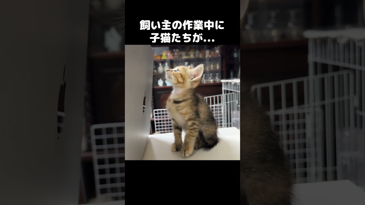 飼い主の作業を子猫2匹がかりで邪魔してくる笑　#shorts