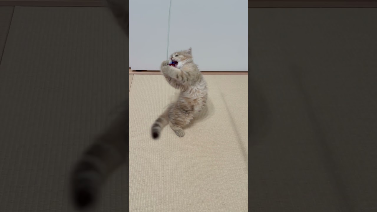 猫じゃらしに翻弄される子猫 【サイベリアン】 #Shorts