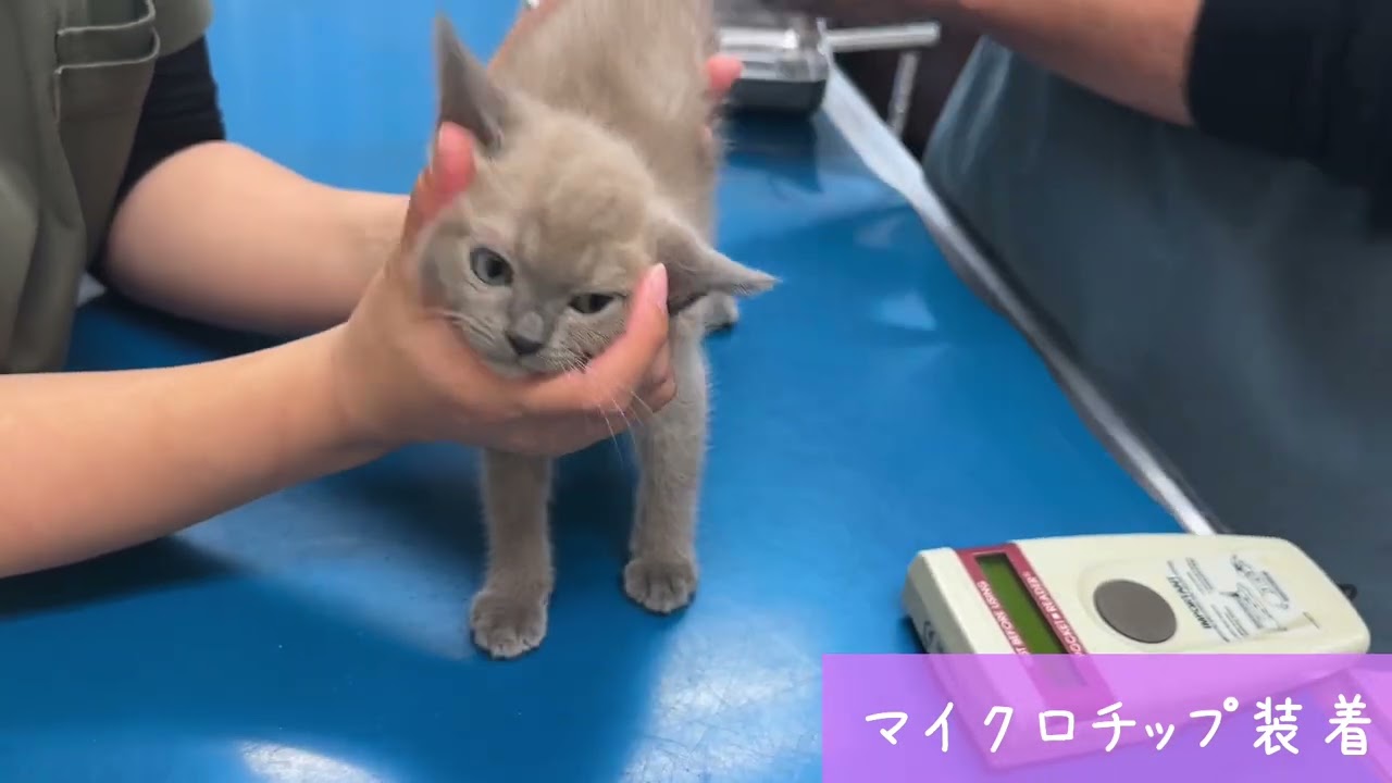 【ナナハチ’s ROOM】ボンベイ兄妹の健康診断　20230922