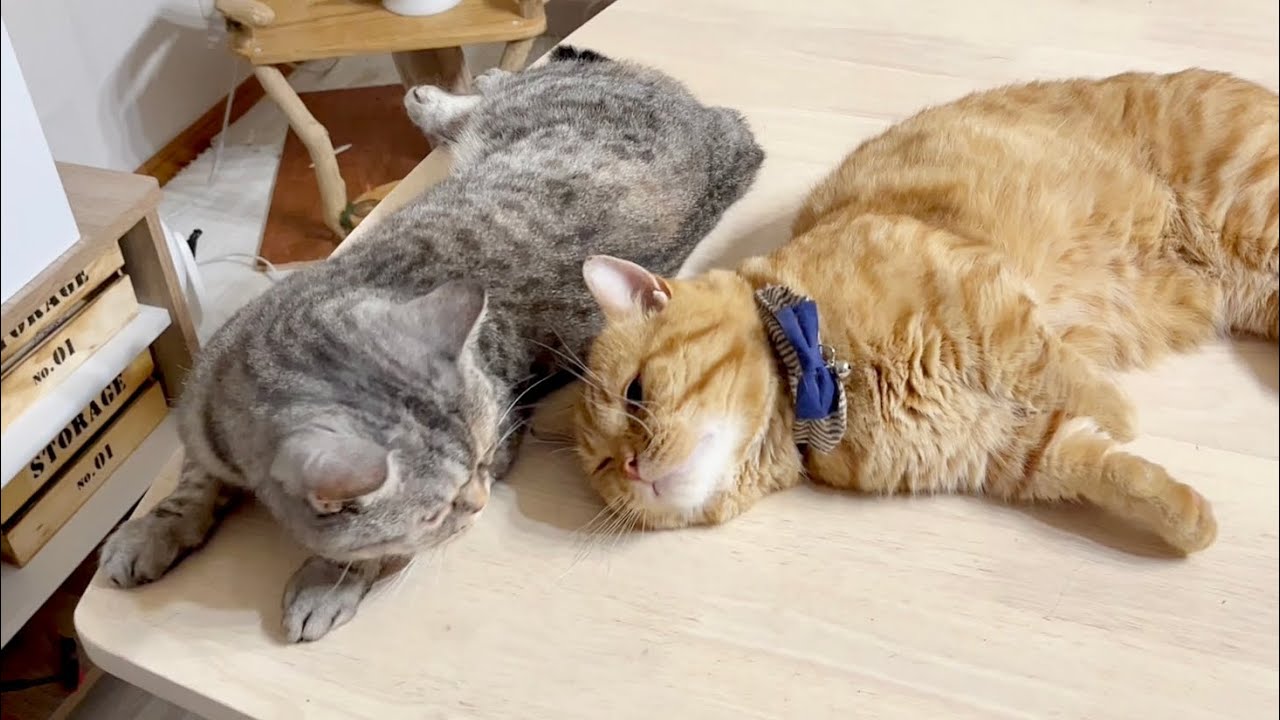 妻のそばに寝てみたのん #猫 #マンチカン