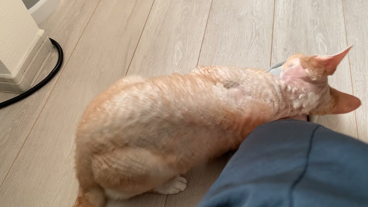 デボンレックス猫が足にスリスリしにきました(Devon Rex cat rubbing against my leg)