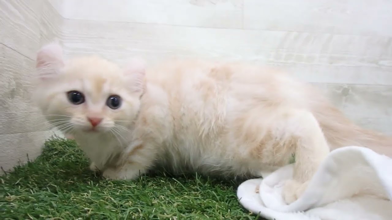 ペットショップcoo&riku No.00651064 アメリカンカール