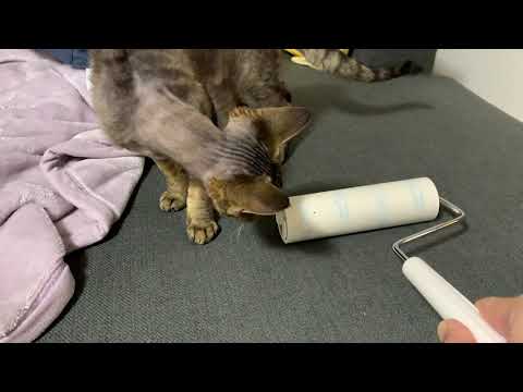 デボンレックス子猫がコロコロに興味津々です（Devon Rex kitten interested in an adhesive hardy cleaner)