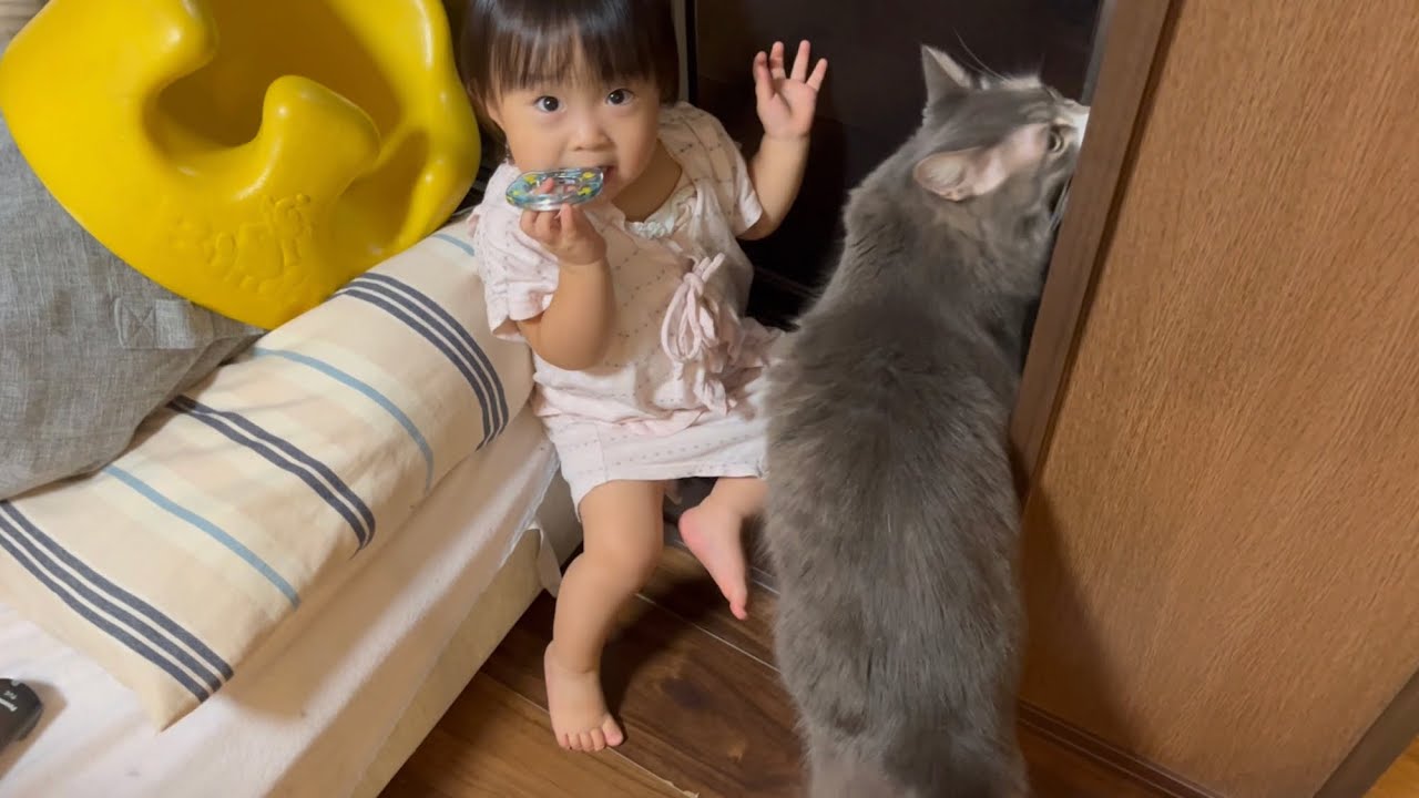 一歳児に期待する猫　ノルウェージャンフォレストキャット　Cats expecting a one-year-old