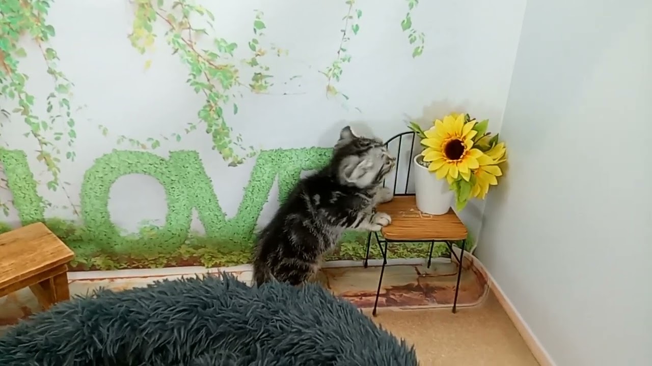 650429 アメリカンカール