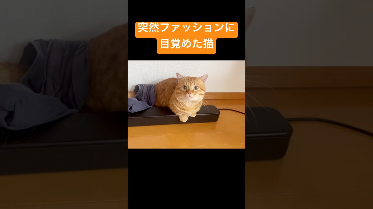 【猫動画】突然ファッションに目覚めた猫 #猫 #マンチカン #shorts