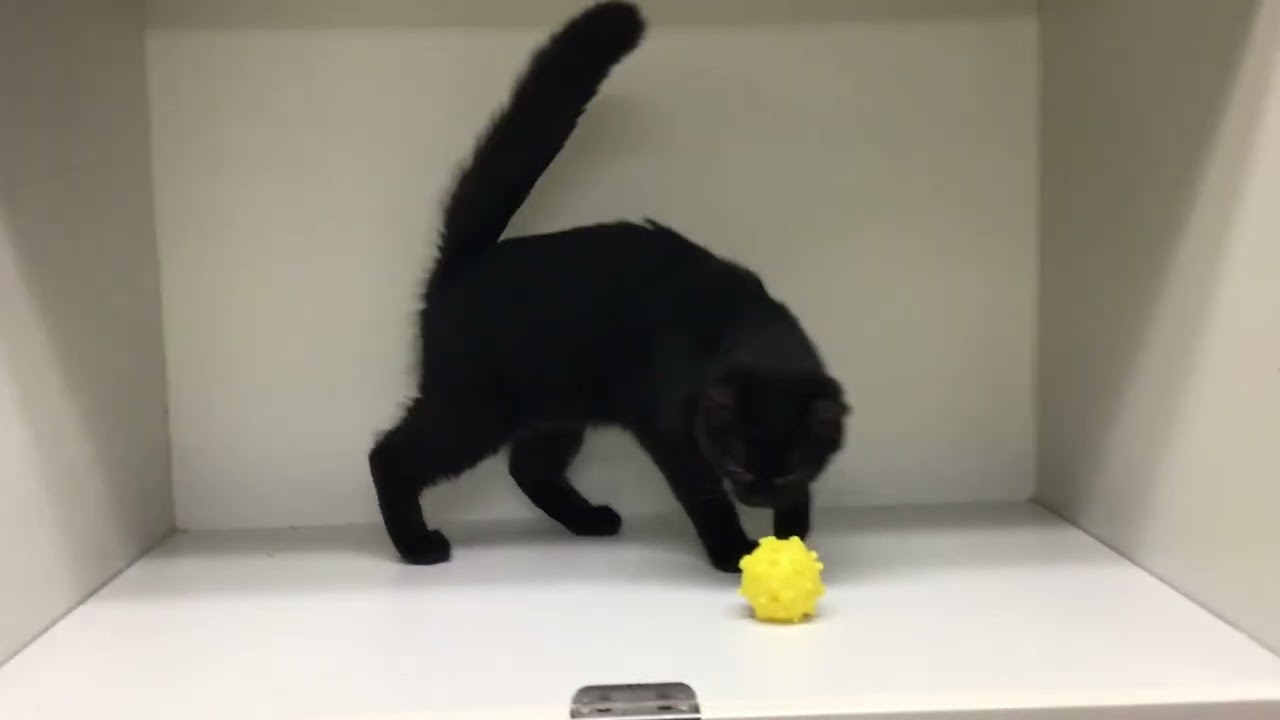 セルカークレックスの女の子です。