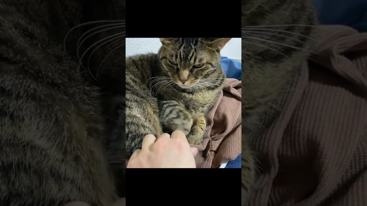 凶暴猫から嫁の洋服を奪おうとした結果...