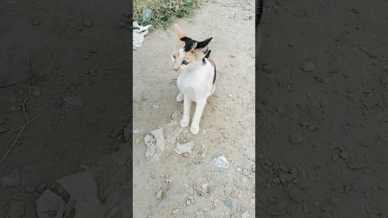 very angry brown cat #cat #cats #shortvideo #shorts