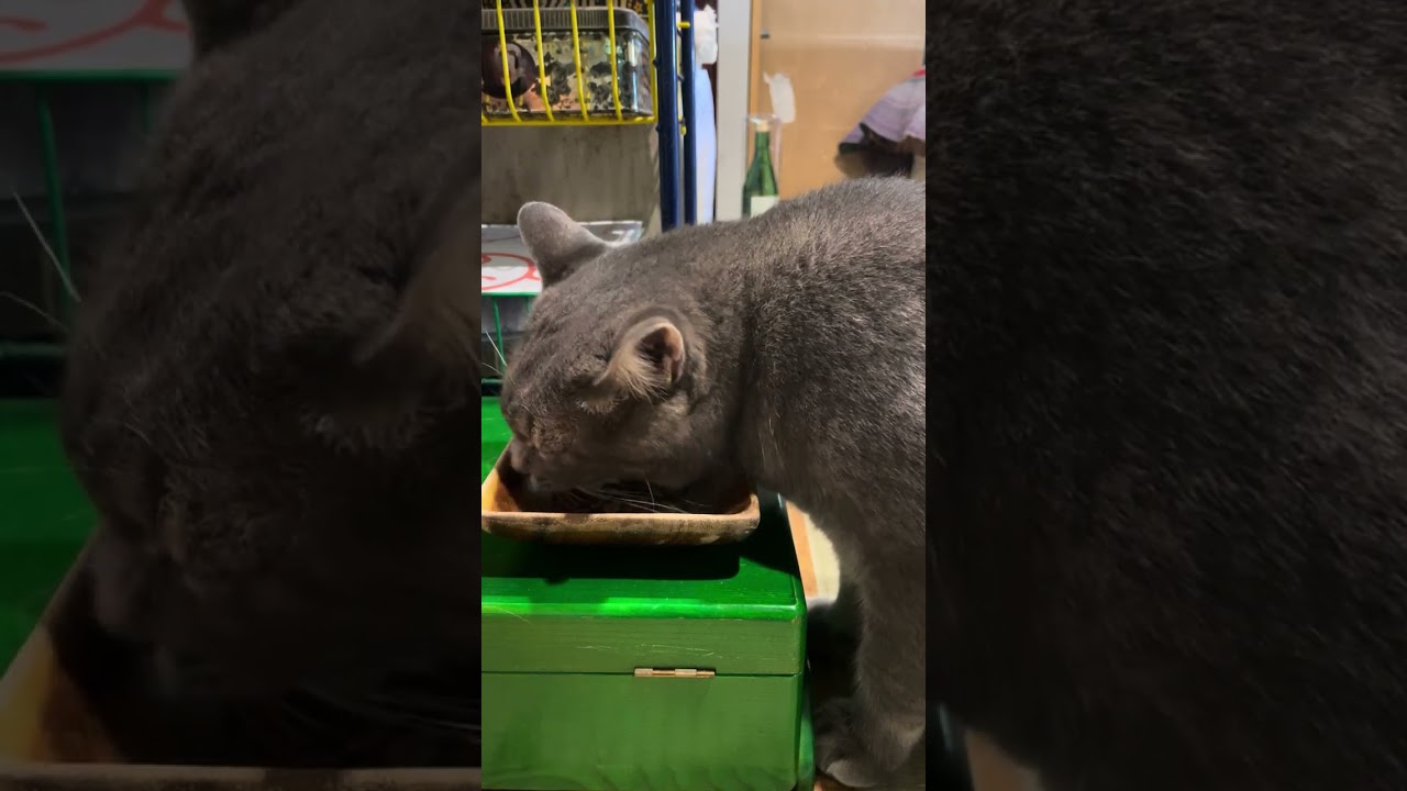 #風の猫　朝ごはんを美味しそうに食べる猫…　#shorts #さっちゃん