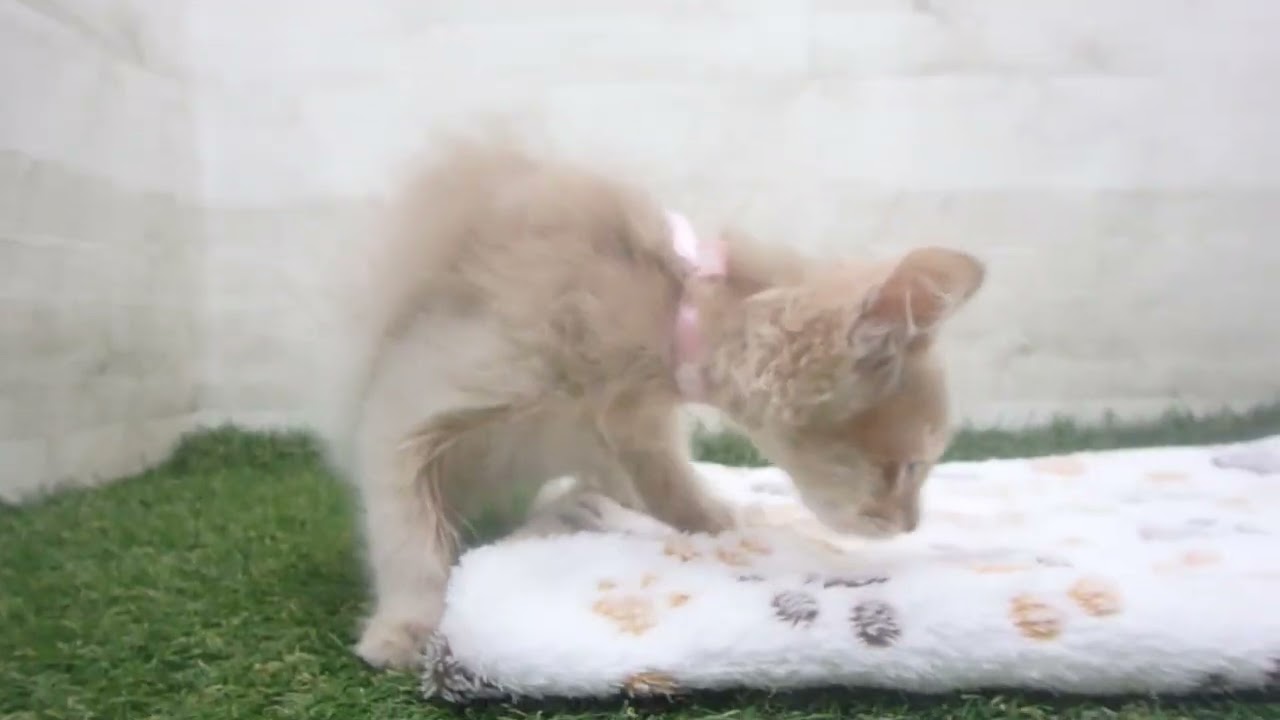 Coo&RIKU　No00651493 ソマリ