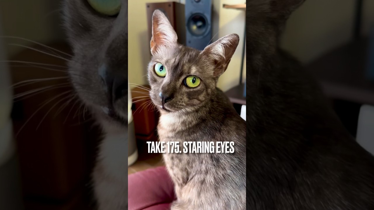 【ママを冷たく#凝視する猫 にゃん😅】#なんか用 #猫あるある #猫のきもち #猫のいる暮らし #エジプシャンマウ #目力強め #shorts