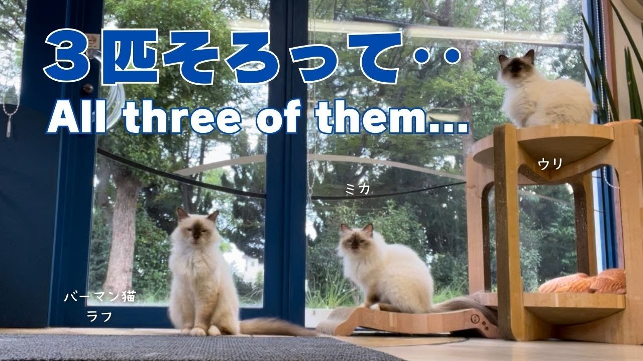バーマン猫ウリとラフとミカ【３匹そろって‥】All three of them...（バーマン猫）Birman/Cat