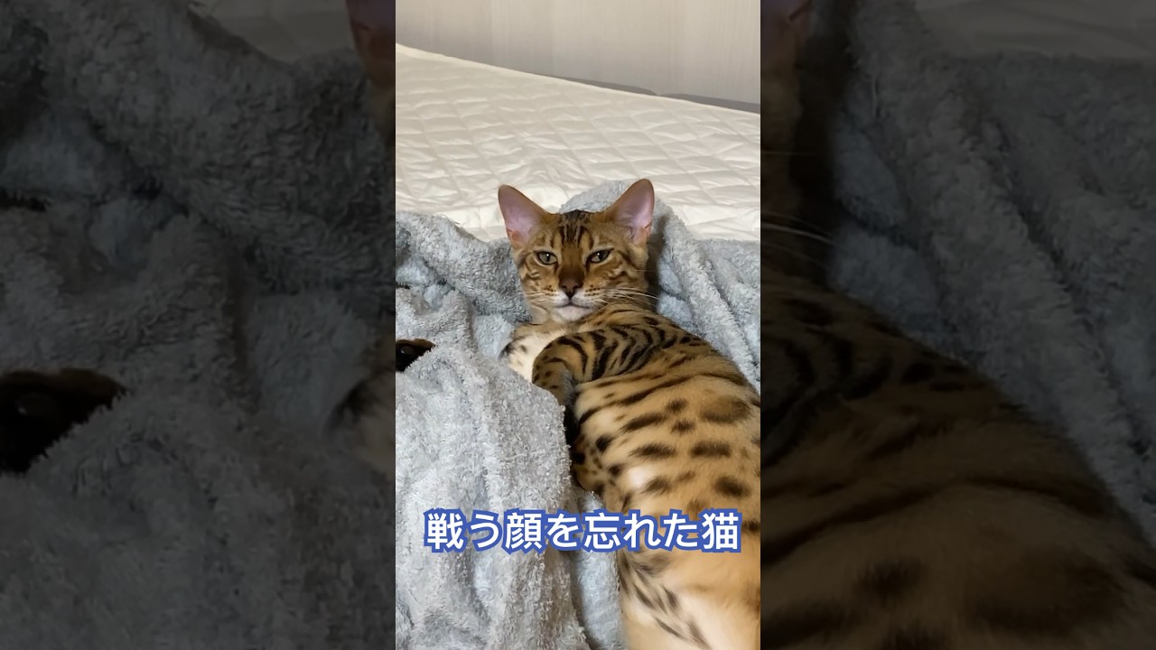 飼い主が帰宅すると…#戦う顔 #バトルフェイス#ベンガル#ベンガル猫 #猫 #ねこ #猫動画