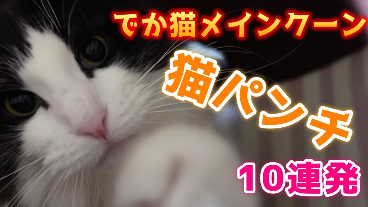 【メインクーンの日常】可愛すぎる猫パンチ10連発！