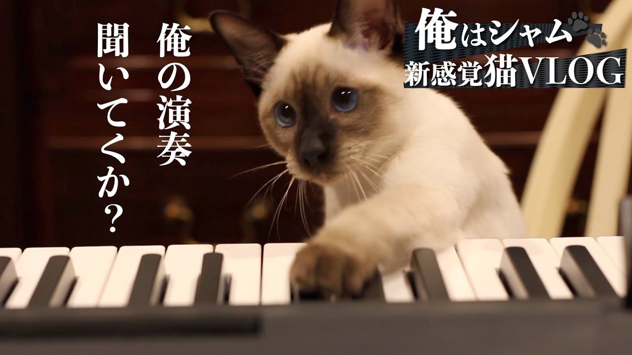 シャム猫のパーティーへようこそ！一緒にピアノ演奏する猫