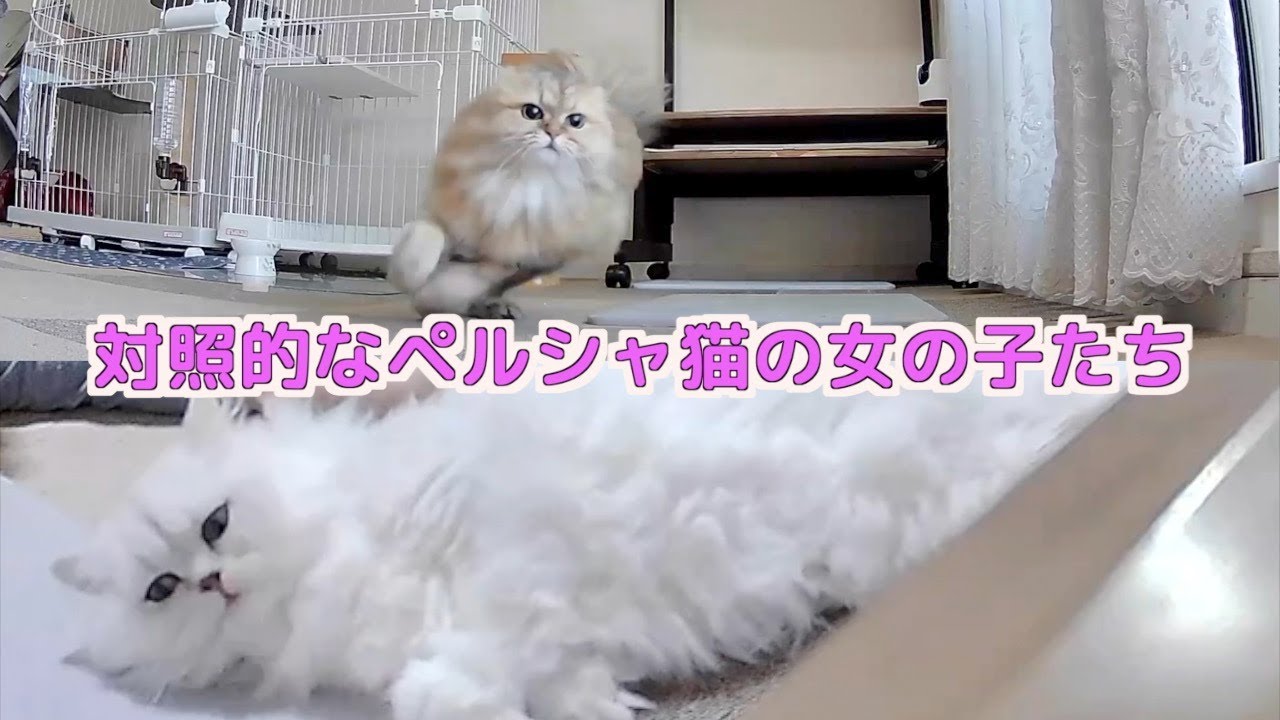 ペルシャ猫たちのモーニングアンドナイトルーティーンが可愛すぎた…