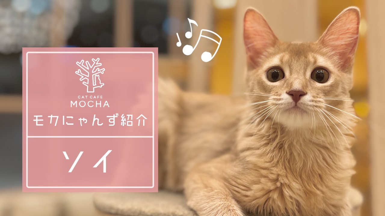 ソイ（ソマリ♀）イオンモール幕張新都心店