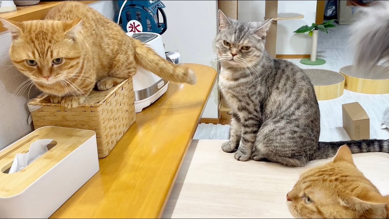 なんだかんだで長男のぽちゃくんに優しいポッポママ #猫 #マンチカン #cat