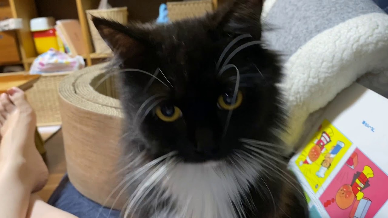 甘える時間を見つけて甘える猫　ラガマフィンcat is affectionate.Ragamuffin.