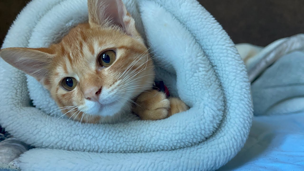 【番外編】茶トラの子猫に癒されたい人だけ見てください