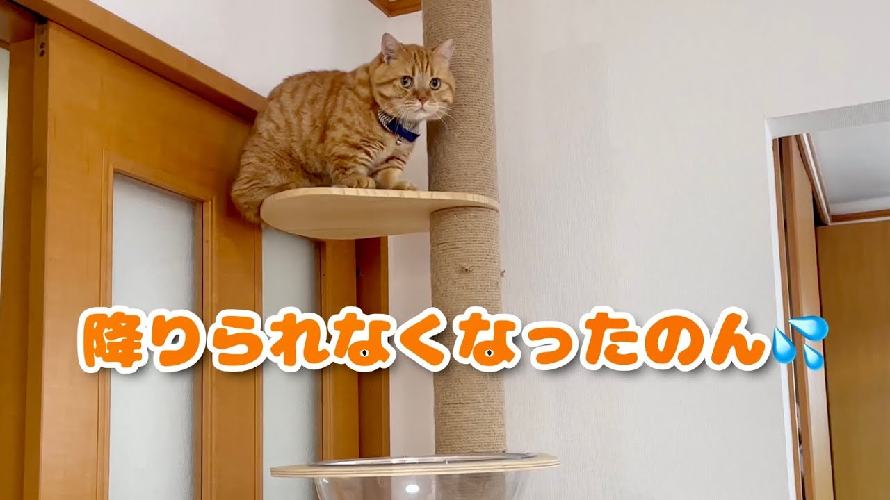 いつものキャットツリーから降りられなくなってしまった茶々パパ #猫 #マンチカン