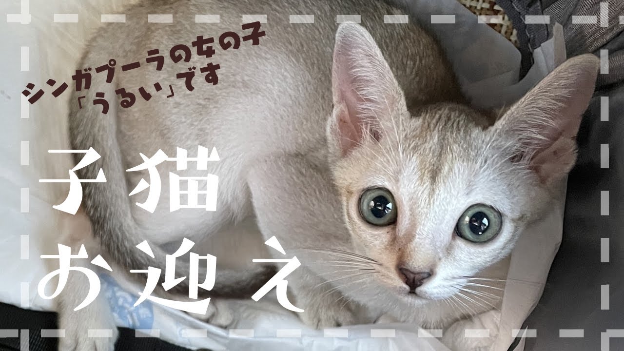 シンガプーラの子猫、お迎えしました。