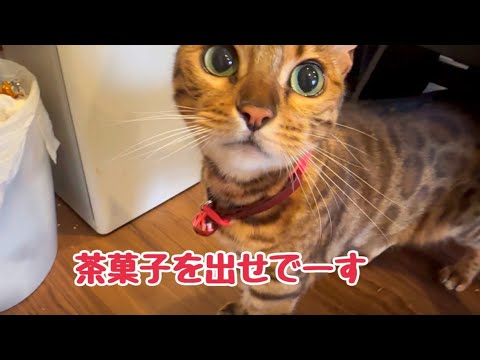 実家に着くなり先住猫のフードを食べつくそうとする女王猫さん