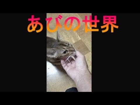 ネコ動画あび＃2166　あびの毎日　アビシニアン　あび