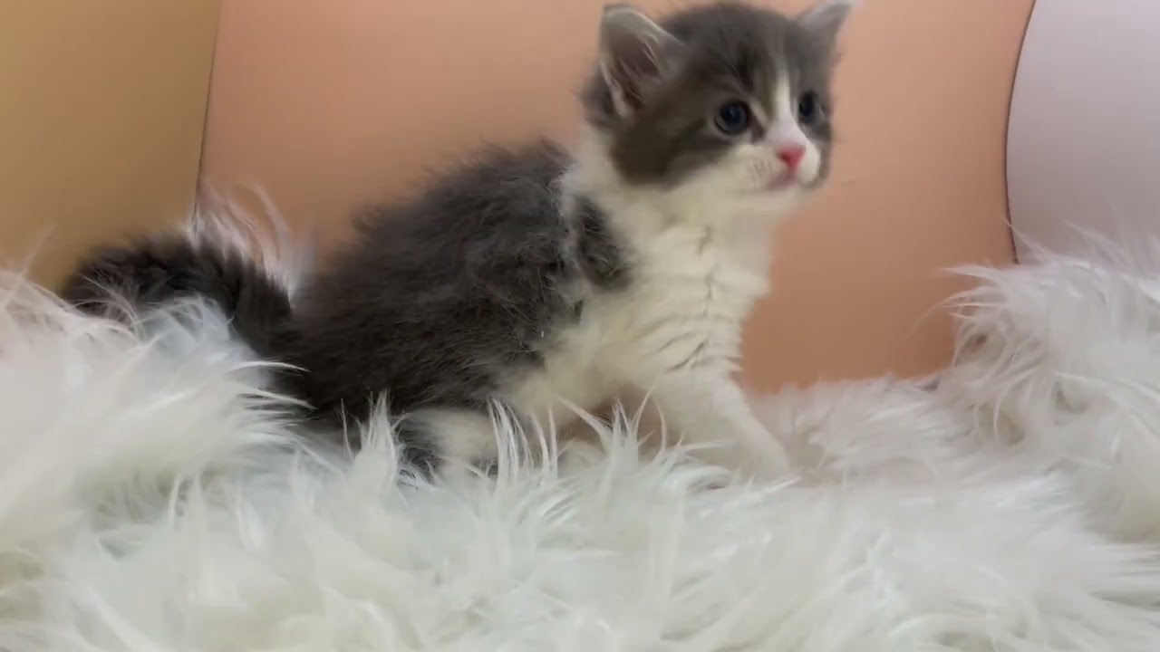 アメリカンカール 【ブルータビーホワイト】くるんとしたお耳のアメリカンカール💓