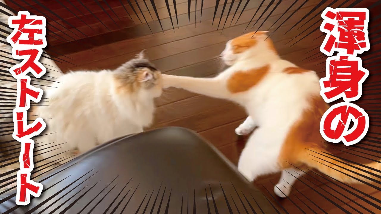【喧嘩】ちょっと目を離したら猫無差別級タイトルマッチが開催されてました【関西弁でしゃべる猫】【猫アテレコ】