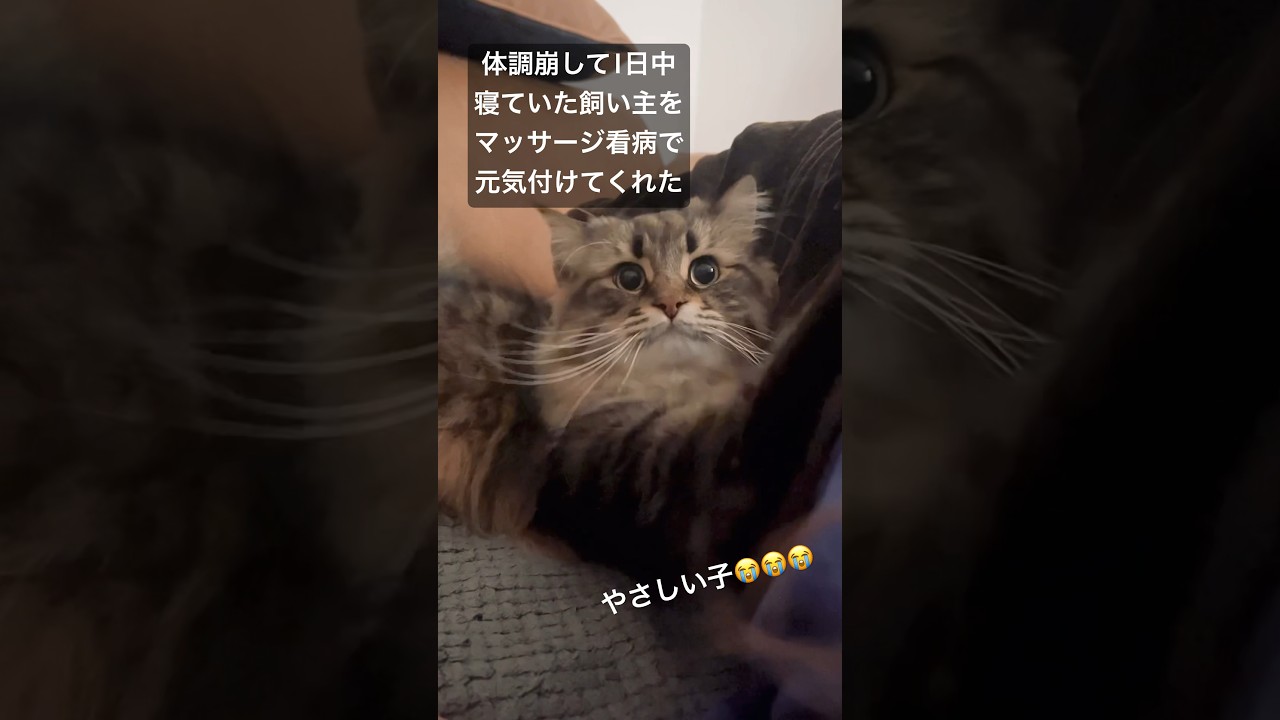 寝込んでたときにネコがしてくれたこと