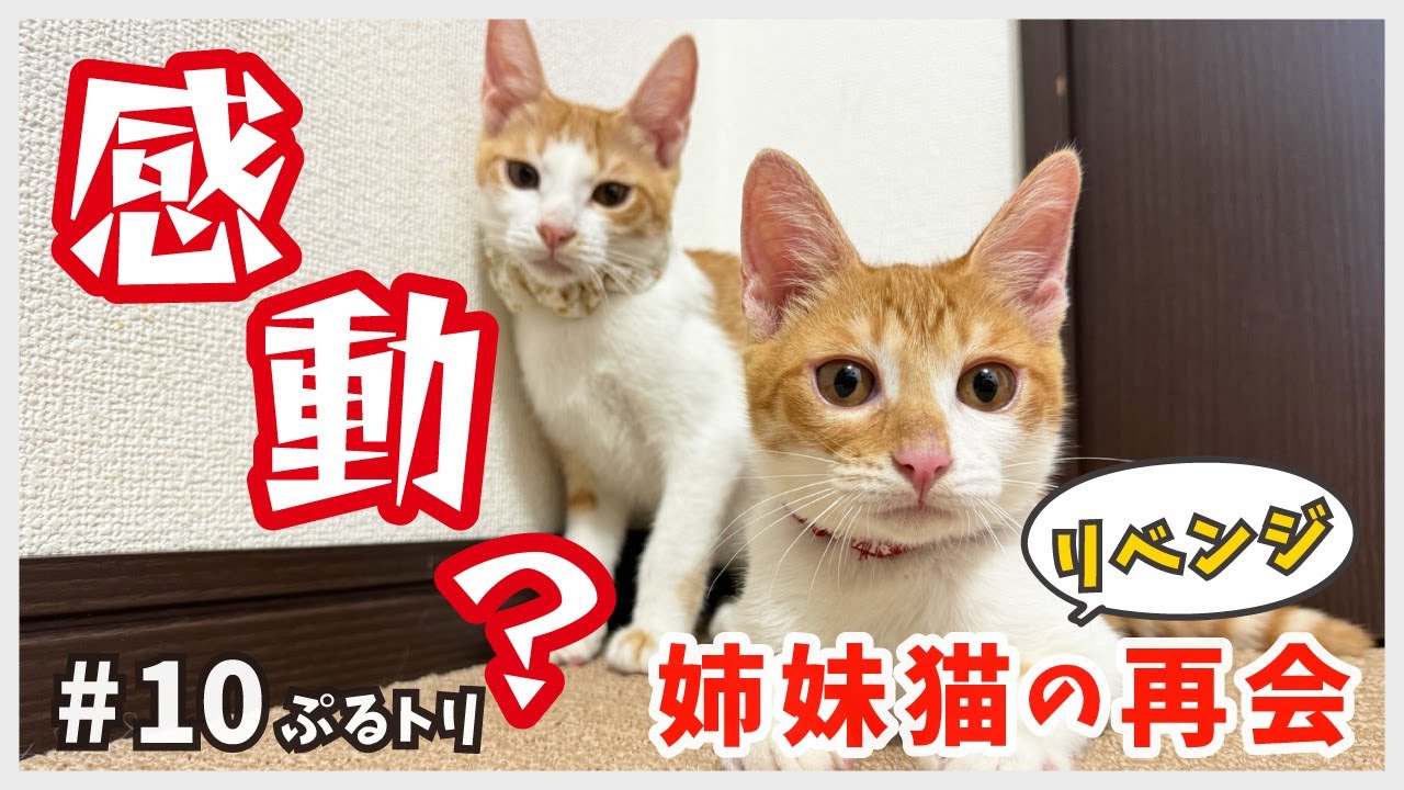 【感動？】保護した野良猫姉妹の再会リベンジ！【逆境子猫・ぷるトリ10】/ brown and white kitten