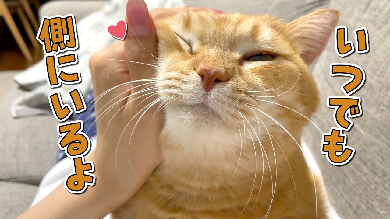 気が付くとママの側にいる甘えん坊猫が可愛すぎる…！