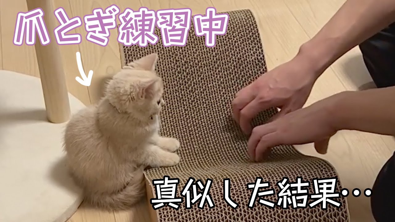 爪とぎを教わる子ネコが出した結論｜PECO
